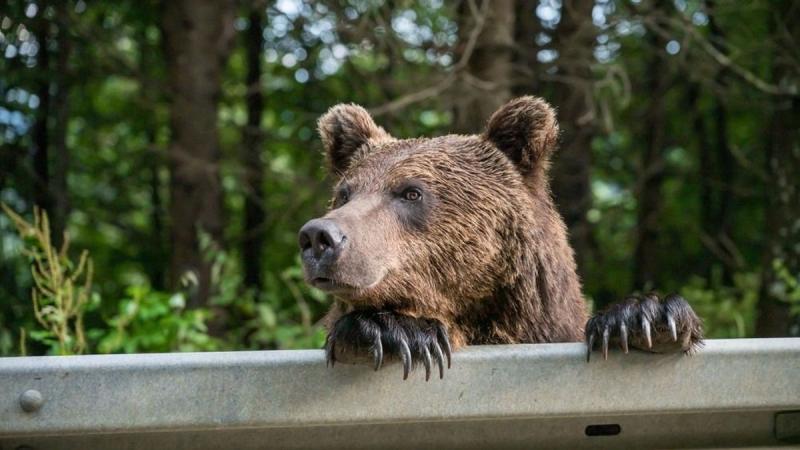 Borsodban egy vadászcsoportra rátámadt egy medve, ami izgalmas és szokatlan eseményként került a hírekbe. Az eset rávilágít arra, hogy a vadon élő állatok és az emberek kölcsönhatása néha kiszámíthatatlan fordulatokat vehet. Az ilyen találkozások figyelme