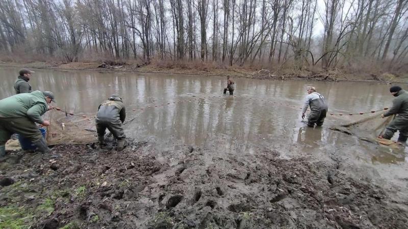 25 millió forint értékű halmentés valósult meg a Tisza árterében | Sokszínű

A Tisza árterében egy figyelemre méltó halmentési akció zajlott, melynek során 25 millió forint értékben mentették meg a vízi élőlényeket. Az esemény célja a helyi ökoszisztéma v