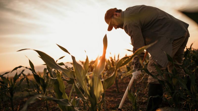 Számos gazda hozott jelentős döntéseket a magyar földjeikkel kapcsolatban – Agro Napló.