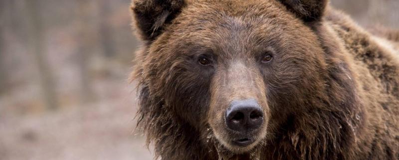 Aggteleki medveészlelés: Hogyan kerülheti el a veszélyt

Az Aggteleki Nemzeti Park csodálatos természeti környezete nemcsak gazdag növény- és állatvilágot rejt, hanem a medvék otthona is. Bár ezek a lenyűgöző állatok legtöbbször elkerülik az emberi jelenl