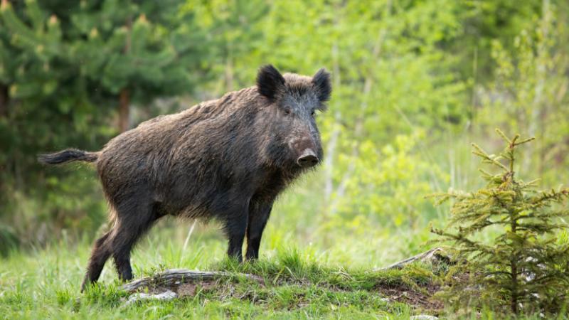 Furcsa fordulatok Budapesten: váratlan látogató érkezett - Agrárszektor